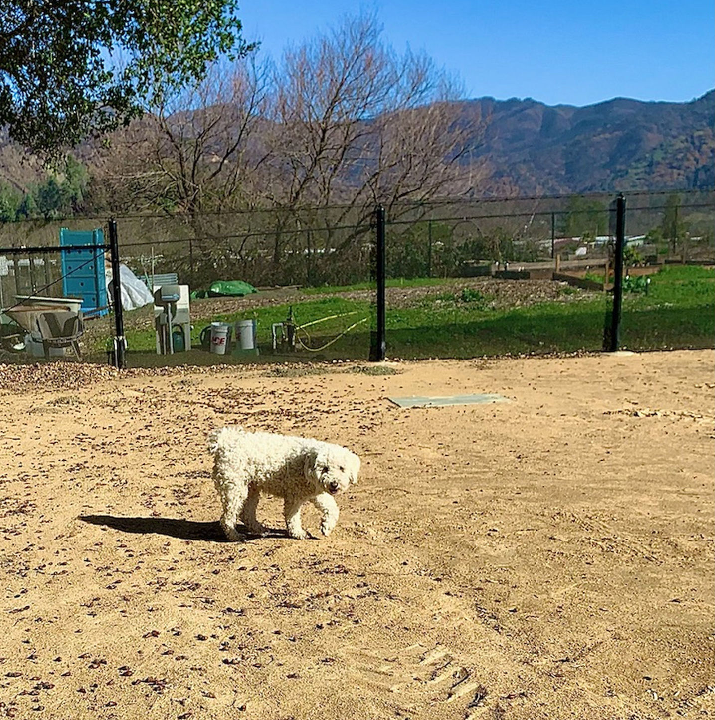 Calistoga Dog Park
